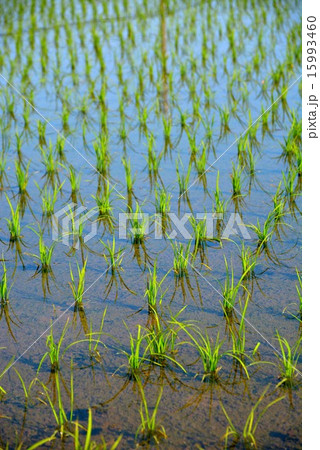 水田 (3) 水田 (3) 15993460