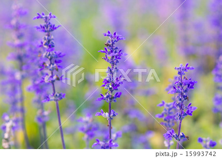 Beautiful spring background with Salvia farinacea  15993742