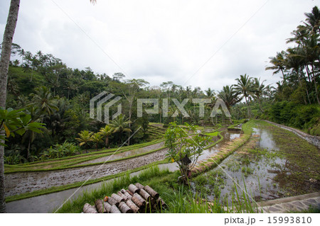 グヌン・カウィの棚田 15993810