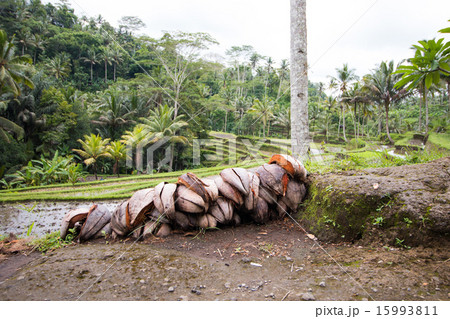 捨てられたヤシの実 15993811