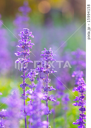 Beautiful spring background with Salvia farinacea  15994158
