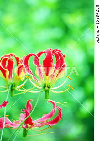 グロリオサ 15994208