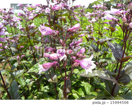 袋状の薄紫色の花はペンステモンの写真素材