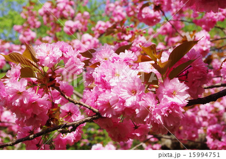 桜、関山 15994751