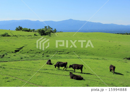 久住高原の放牧と祖母山 15994888