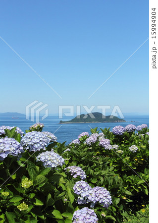 豊予海峡と紫陽花 15994904