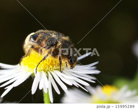 ヒメトラハナムグリ 15995289