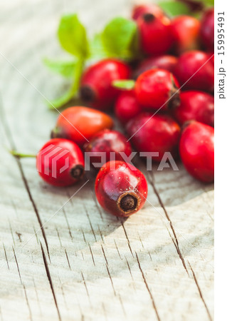 Dogrose fruits 15995491