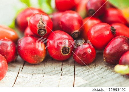 Dogrose fruits 15995492
