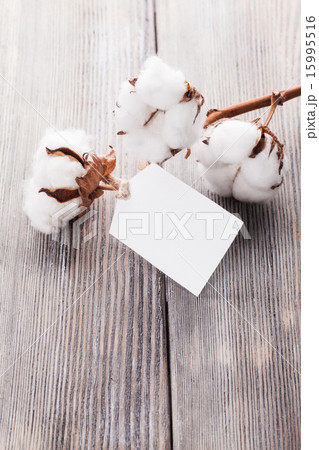 Cotton organic textile 15995516