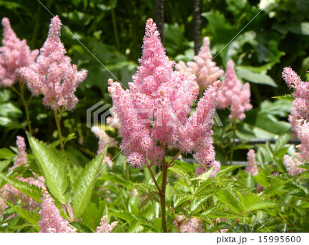 綿飴のようなアスチルベの桃色の花 綿飴のようなアスチルベの桃色の花 15995600
