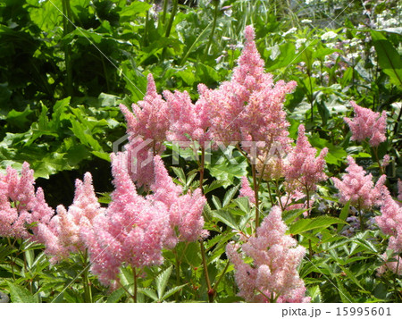 綿飴のようなアスチルベの桃色の花 綿飴のようなアスチルベの桃色の花 15995601