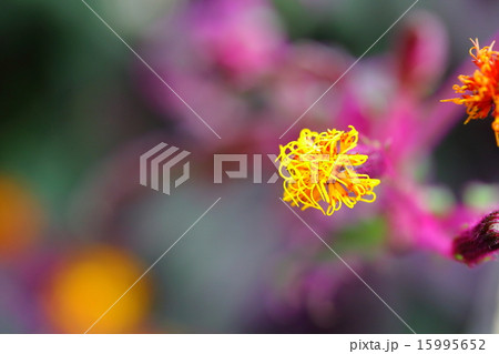 ギヌラの花 15995652