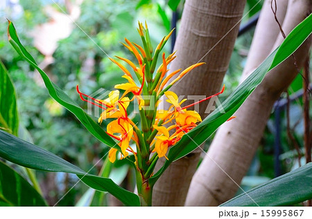 ヘディキウム（コロナリウム）の花 15995867