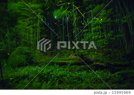 ホタルの舞う風景 15995969