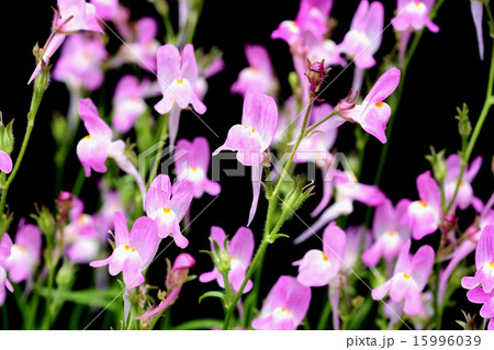 リナリア 15996039