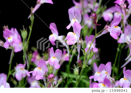 リナリア 15996041