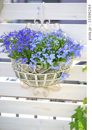 ロベリア 15996264