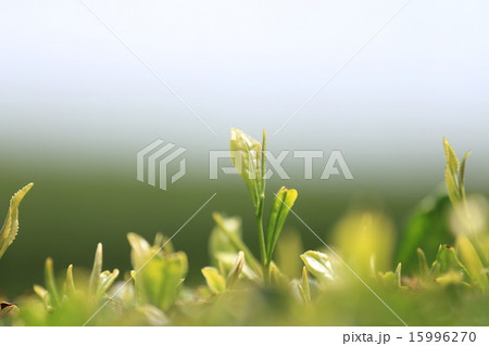 茶畑の緑 15996270