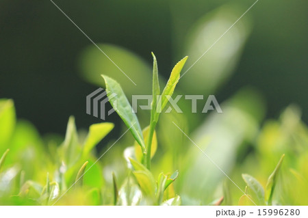 茶畑の緑 15996280