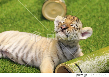 トラの赤ちゃん 15996297