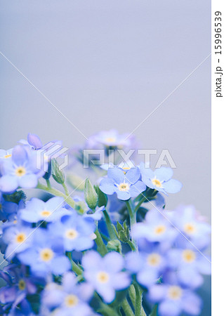 Forget-me-not 15996539