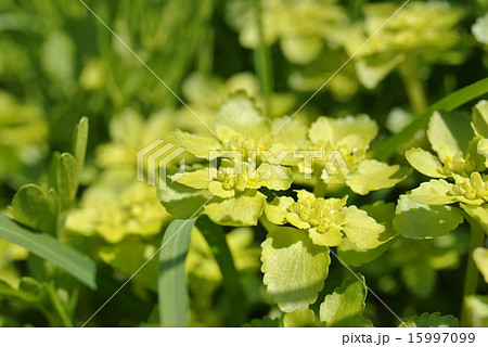 茂みの中の灯台草 茂みの中の灯台草 15997099