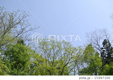 芽生え始めた林 芽生え始めた林 15997100