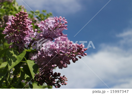 ライラック 15997347