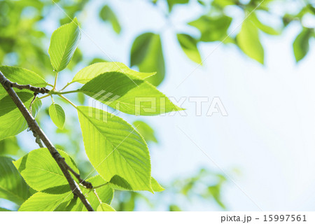 新緑 桜の若葉の写真素材