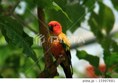 コガネメキシコインコ（学名：Aratinga solstitialis） 15997681