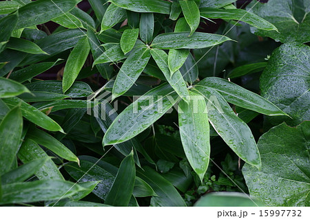 植物 花 クマザサ 熊笹の写真素材