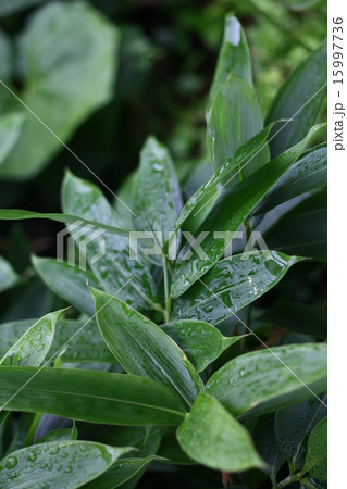 植物　花　クマザサ　熊笹 15997736