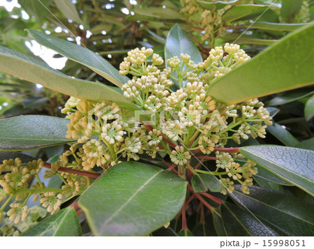 ヒメユズリハ 15998051