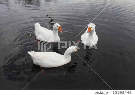 domestic geese 15998442