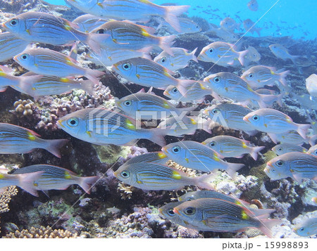 沖縄・西表島のサンゴ礁とノコギリダイの群れ 15998893
