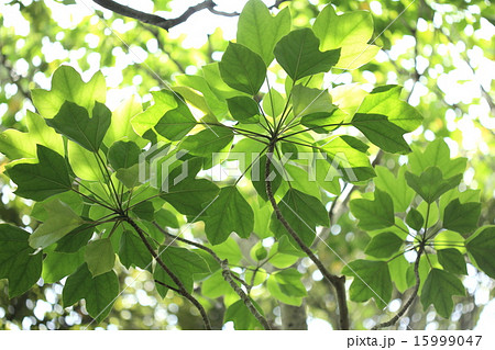 自然　植物　カクレミノ、葉の変異が多彩な樹木。大きめの葉をいっぱいつけて涼しげな木陰を作ります 15999047