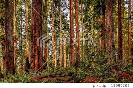 Redwood Forest Landscapeの写真素材