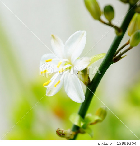 オリヅルラン オリヅルラン 15999304