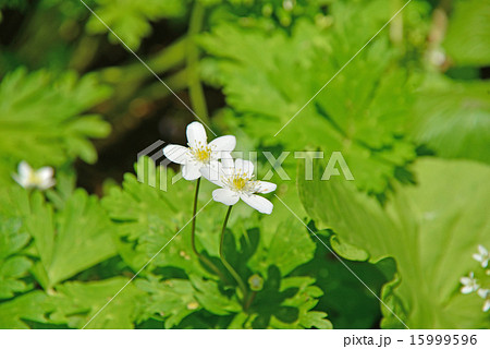 ニリンソウ 15999596