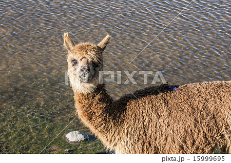 Cheerful adorable alpaca looking at the camera 15999695