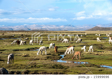 Llamas and alpacas are near Arequipa, Peru 15999696