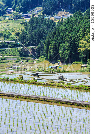 四谷の千枚田 15999905