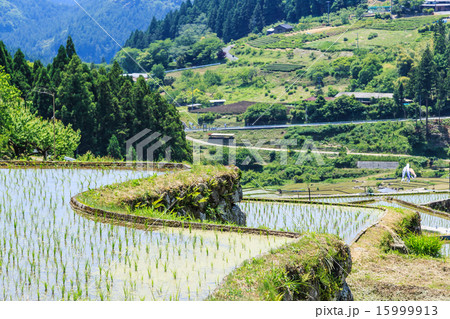 四谷の千枚田 四谷の千枚田 15999913