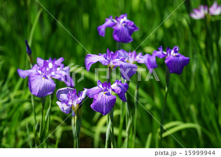花菖蒲 15999944