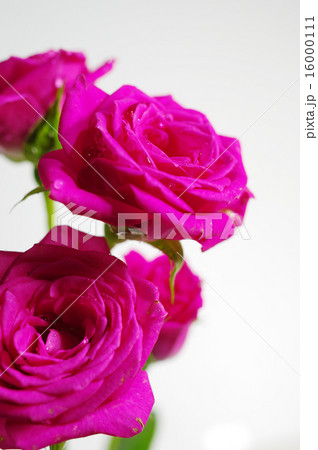 薔薇と水滴 薔薇と水滴 16000111