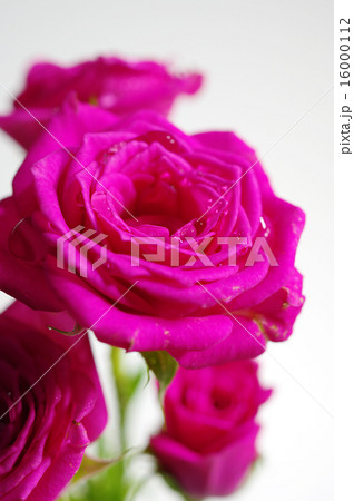 薔薇と水滴 薔薇と水滴 16000112