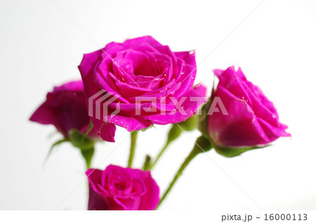 薔薇と水滴 薔薇と水滴 16000113