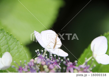 ６月の花 16000338