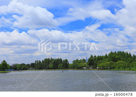 新緑の水元公園の水辺 16000478